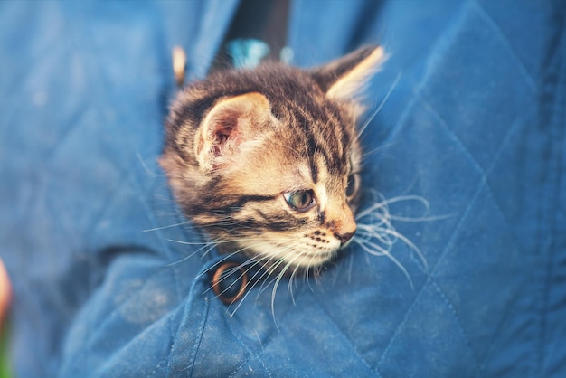 Foto un gattino divertente strisciò sotto una giacca da donna e guardò fuori.