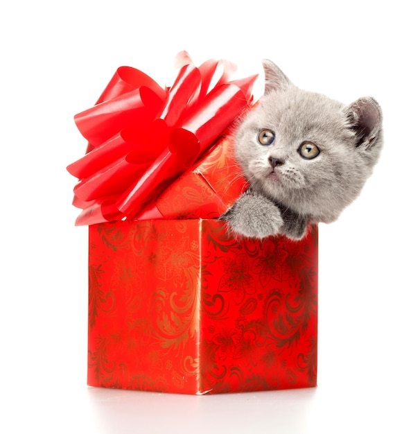 Funny kitten in gift box isolated on white