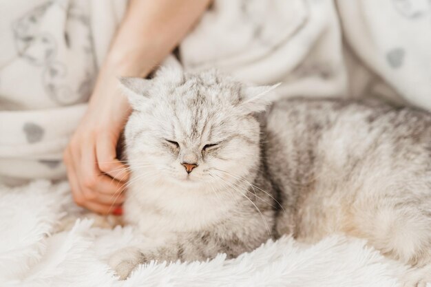 Foto gattino divertente giace sul divanola ragazza accarezza il gatto sulla testa