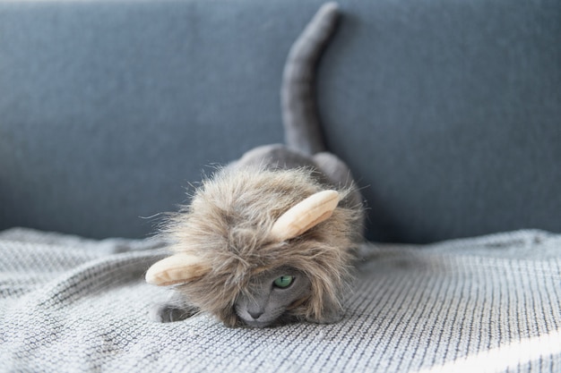 Funny  kitten in lion mask lying on bed