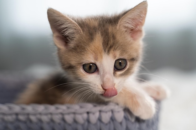 A funny kitten sits in a basket for sleeping with its paws out and licks its little pink nose. Cute pet. Close-up, blurred background.