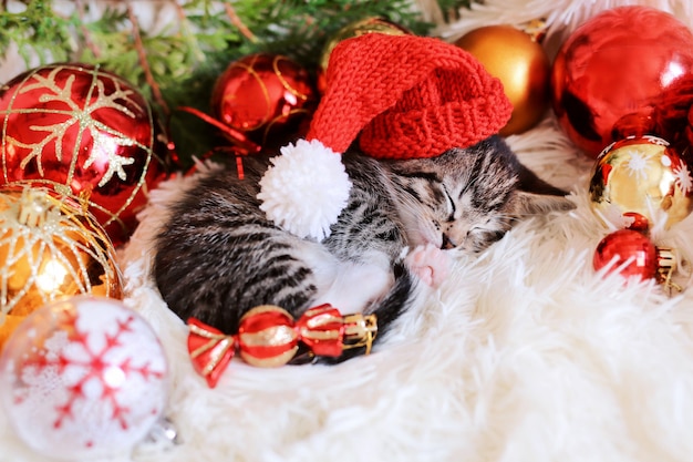 Фото Смешной котенок спит в новогодних ярко-красных украшениях