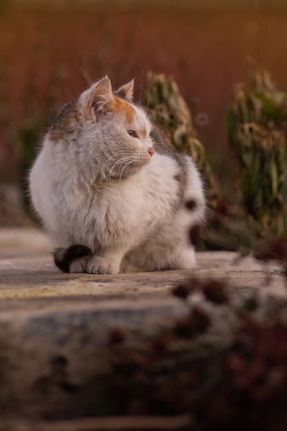 Забавный котенок в желтых осенних листьях. Кошка играет осенью с листвой. Британский котенок в цветных листьях на природе.