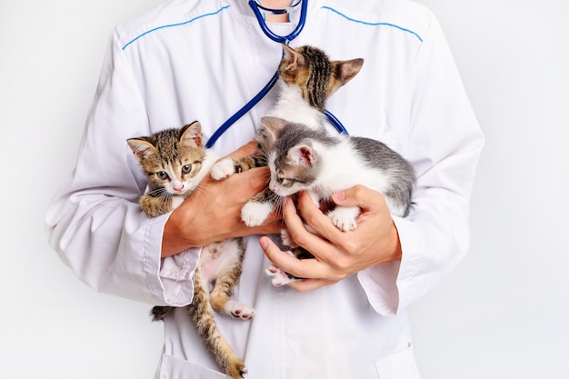 Funny kittens in the hands of a veterinarian. A veterinarian keeps kittens. Kittens are being examined at a veterinary clinic. Portrait of an animal kitten.