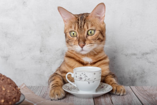 Funny kitty with a mug of milk and oatmeal cookies for breakfast