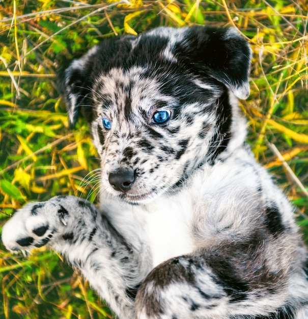 Photo funny labrador puppy dog with different color eyes