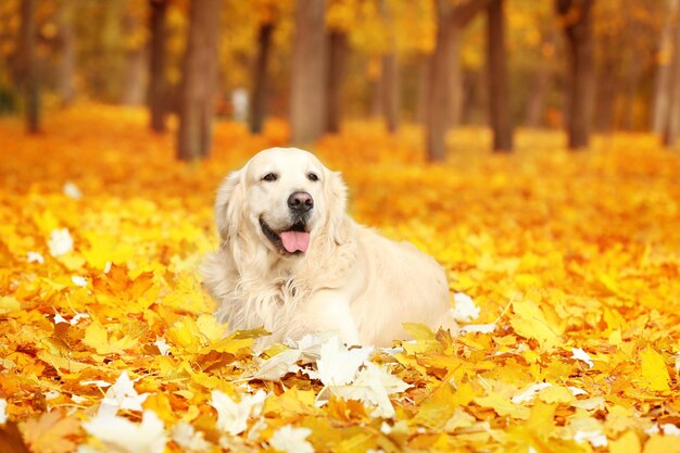 Funny labrador retriever in beautiful autumn park on sunny day