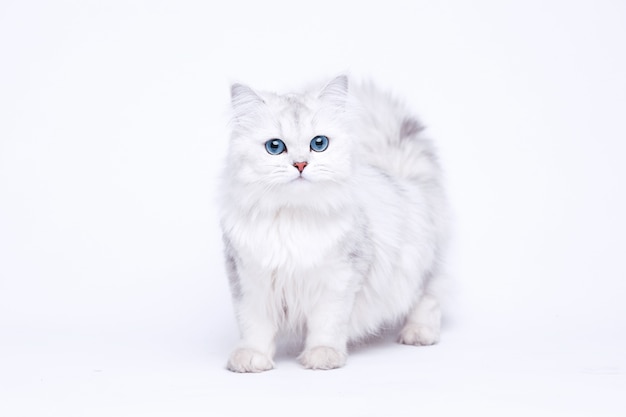 Funny large longhair white cute kitten with beautiful big eyes.