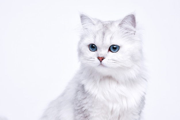 Funny large longhair white cute kitten with beautiful blue eyes.