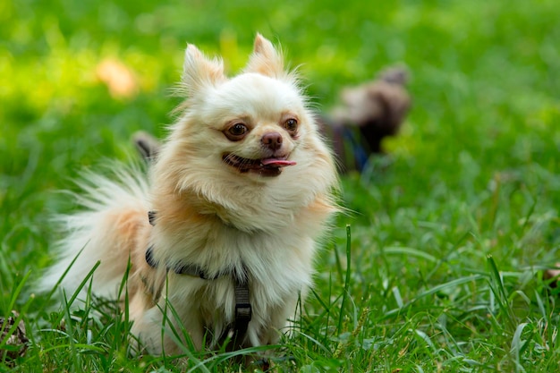 面白い小さなチワワ犬が芝生で遊ぶ...