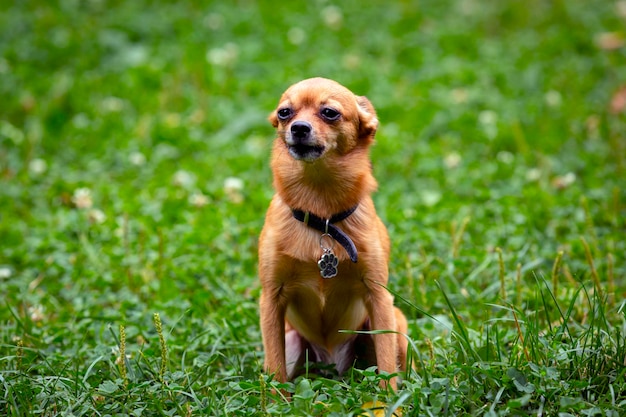 面白い小さなチワワ犬が芝生で遊ぶ...