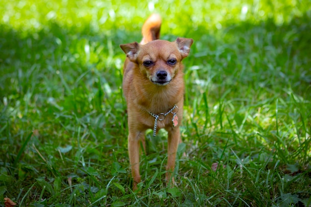 おかしな小さなチワワ型の犬種が公園を散歩します。