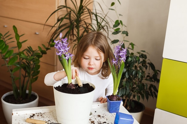 Photo funny little child girl replanting blooming spring flowers at home