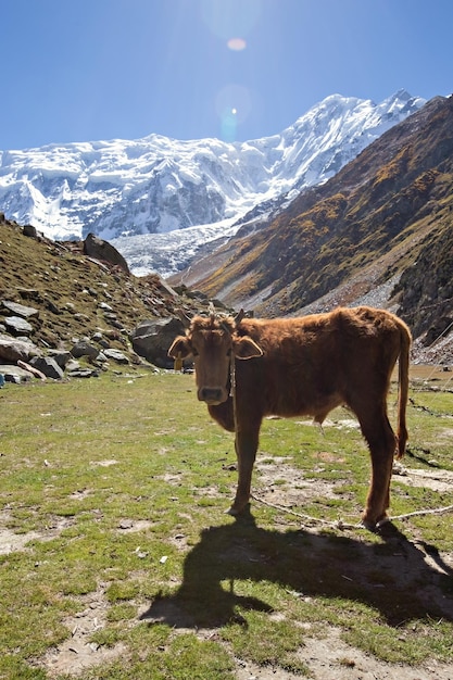 パキスタンの山々の面白い小さな牛