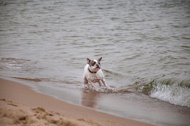 面白い小さなかわいい白いブルドッグが波の中を泳ぎ、海の近くの砂の上を走ります。