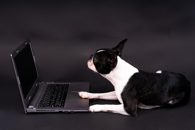 Funny little dog lying in front of laptop and looking with interest at screen in studio