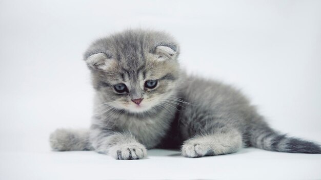 Funny little gray fold scottish kitten kitty playing on a white background.