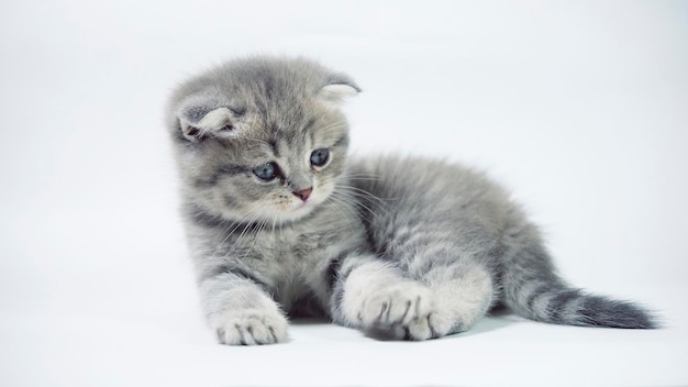 Funny little gray fold scottish kitten kitty playing on a white background.