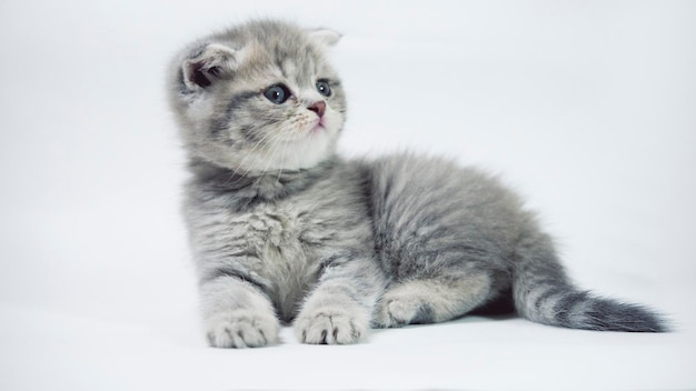 Funny little gray fold scottish kitten kitty playing on a white background.