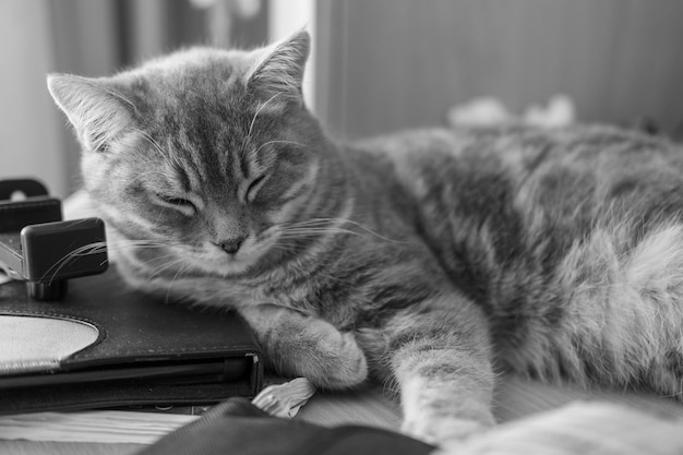 Funny little gray fold Scottish kitten sleeps on a desk black and white Cute sleeping tabby kitten with closed eyes