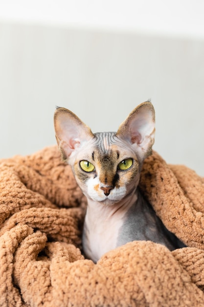 Funny little gray sphinx cat with yellow green eyes peeks out from under a beige knitted plaid Little kitten in home