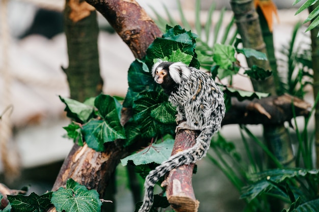 Foto sottospecie divertente dei piccoli mokeys in zoo