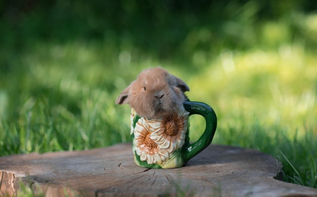 お茶のマグカップで面白い小さなウサギ