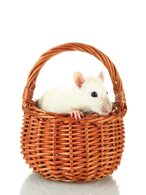 Funny little rat in basket isolated on white