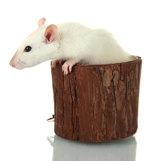 Забавная маленькая крыса в деревянной вазе, изолированная на белом