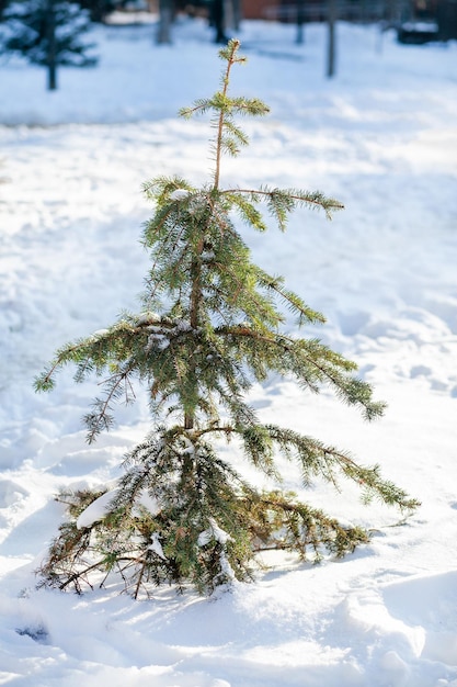 Funny little uneven ugly spruce on the lawn in the winter city