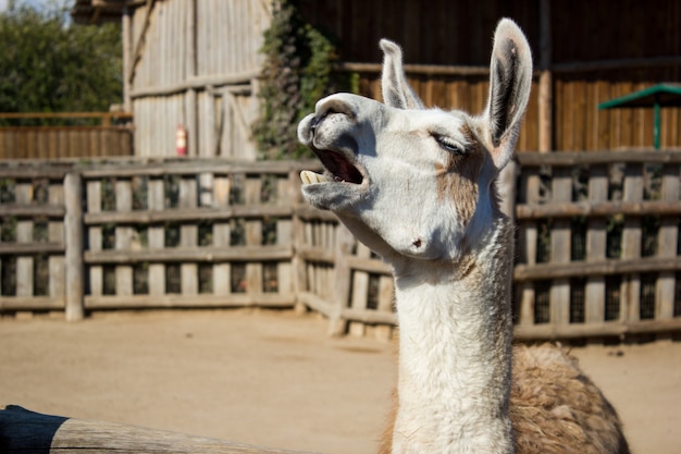 Funny llama in the zoo in the open space