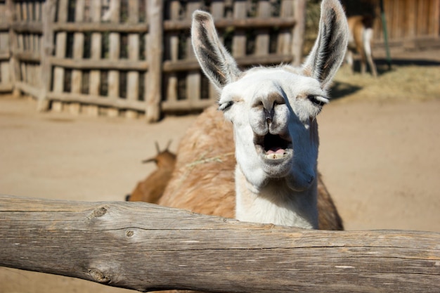 Funny llama in the zoo in the open space