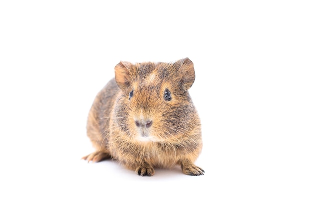 Funny-looking guinea pig isolated on white