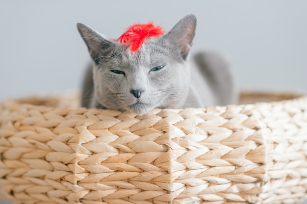 Funny lovely breeding kitten lying in cat`s bed at home on gray wall.