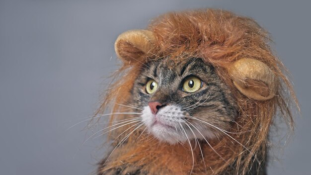 Funny maine coon cat in lion costume looking sideways isolated on gray with copy space