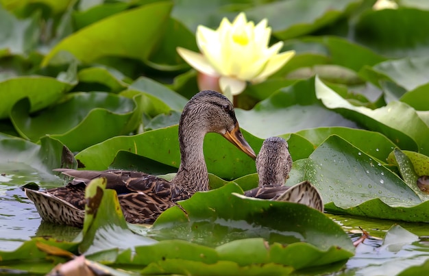 Germano reale divertente e loto d'acqua in fiore al mattino dopo la pioggia nello stagno