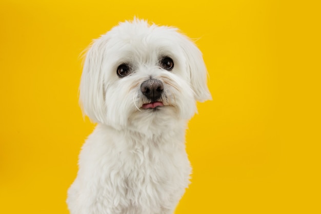 Funny maltese dog tongue out isolted on yellow surface