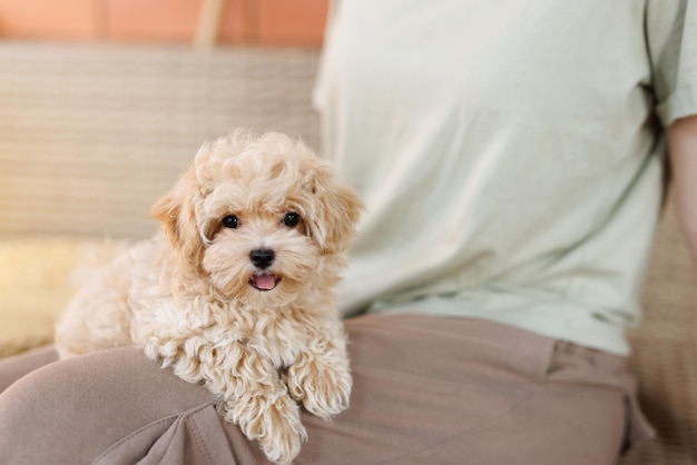 写真 面白いマルプーの子犬がモダンなインテリアで休んでいます。