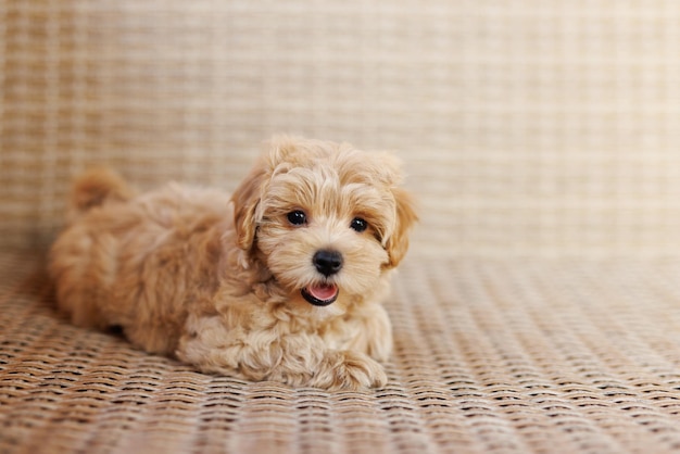 Funny Maltipoo puppy is resting in a modern interior