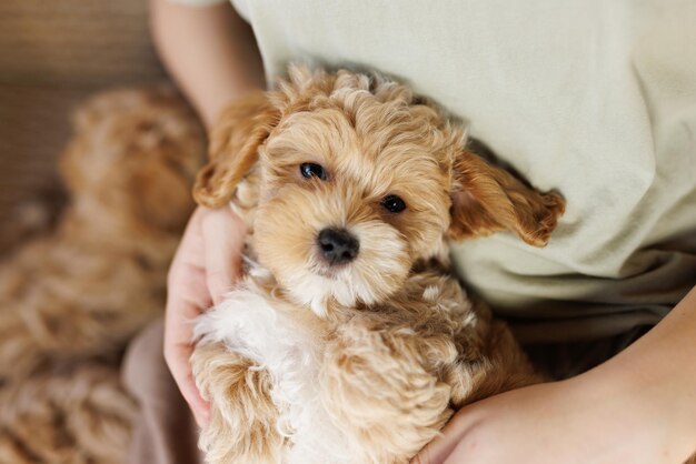 面白いマルプーの子犬がモダンなインテリアで休んでいます。