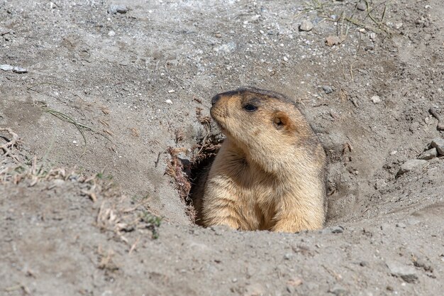 Funny marmot peeking out of a burrow in Himalayas mountain, Ladakh region, India. Nature and travel concept