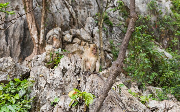 Funny monkey in a natural forest.