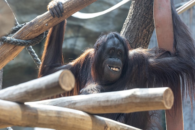 動物園で面白い笑顔で面白い猿