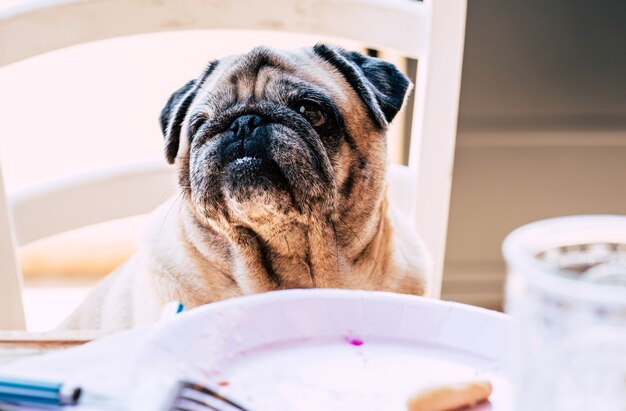 Funny nice pug dog at home sitting on the table