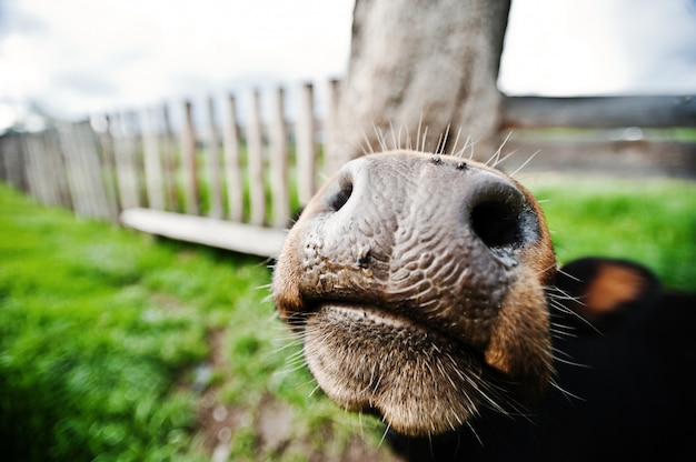 Funny nose of cow