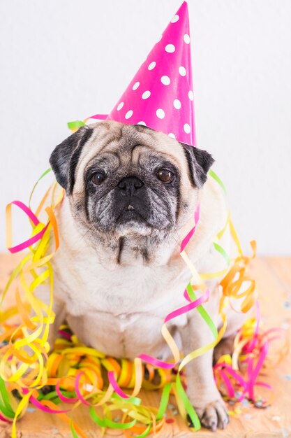 Funny old pug dog with carnival or generic celebration accessories on him - new year eve concept and holiday party time