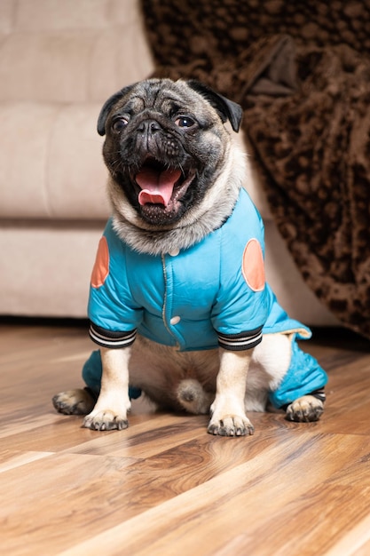 A funny oneyearold pug dressed in a blue suit