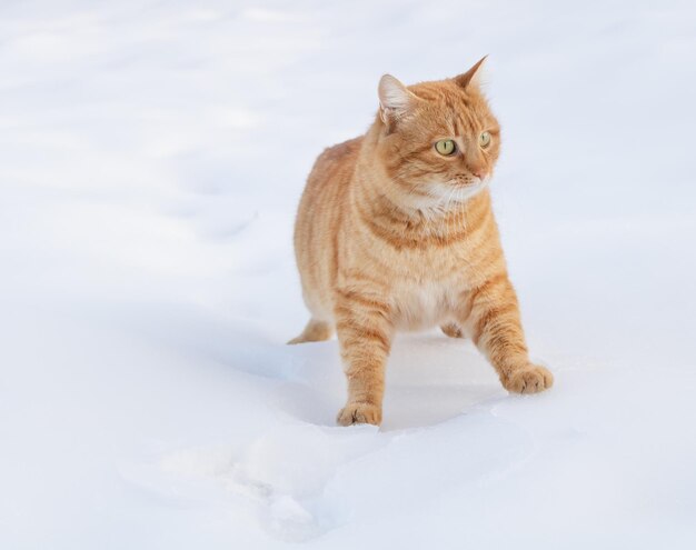 A funny orange cat is playing in the snow