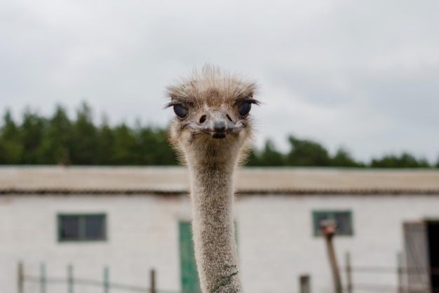 Funny ostrich head head closeup with big eye and pink beak