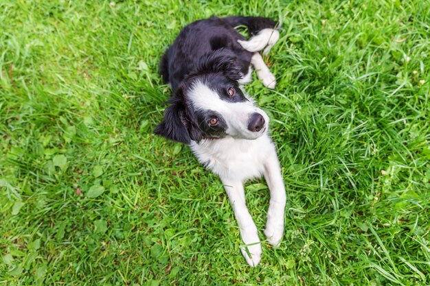 Funny outdoor portrait of cute border collie lying down on green grass